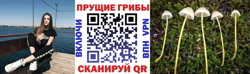 Псилоцибиновые грибы ЛСД  Куса 